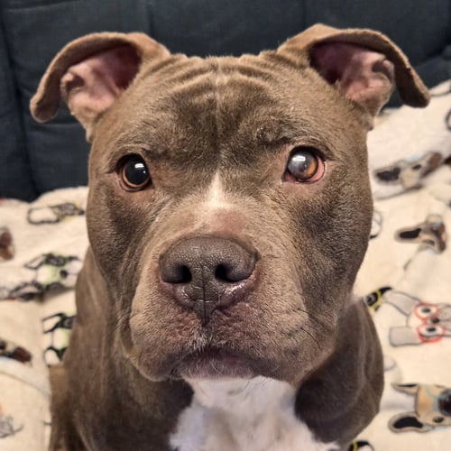 EDWARD - Pit Bull Terrier available for adoption