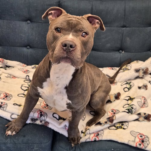 EDWARD - Pit Bull Terrier available for adoption