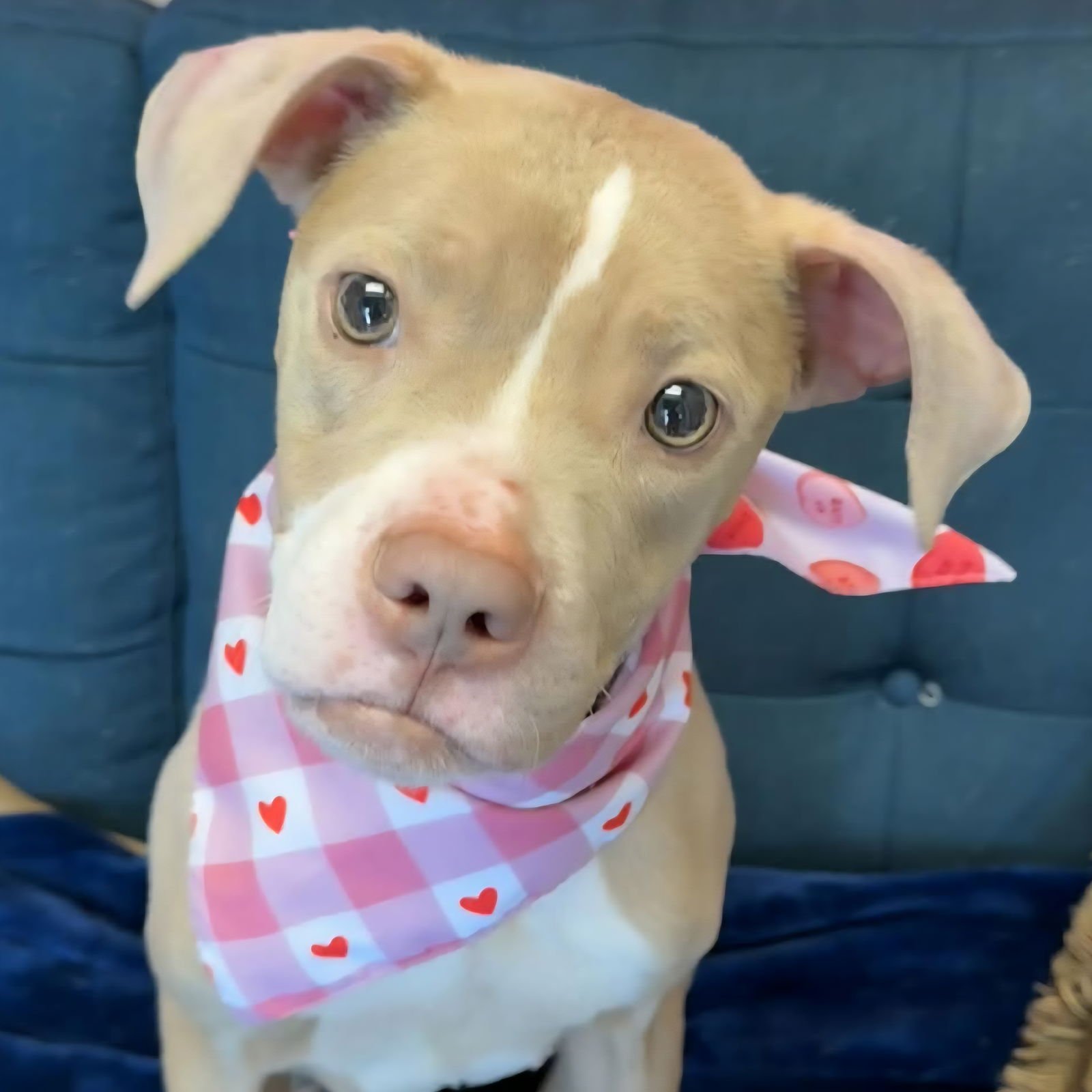 TAHANI - Pit Bull Terrier available for adoption