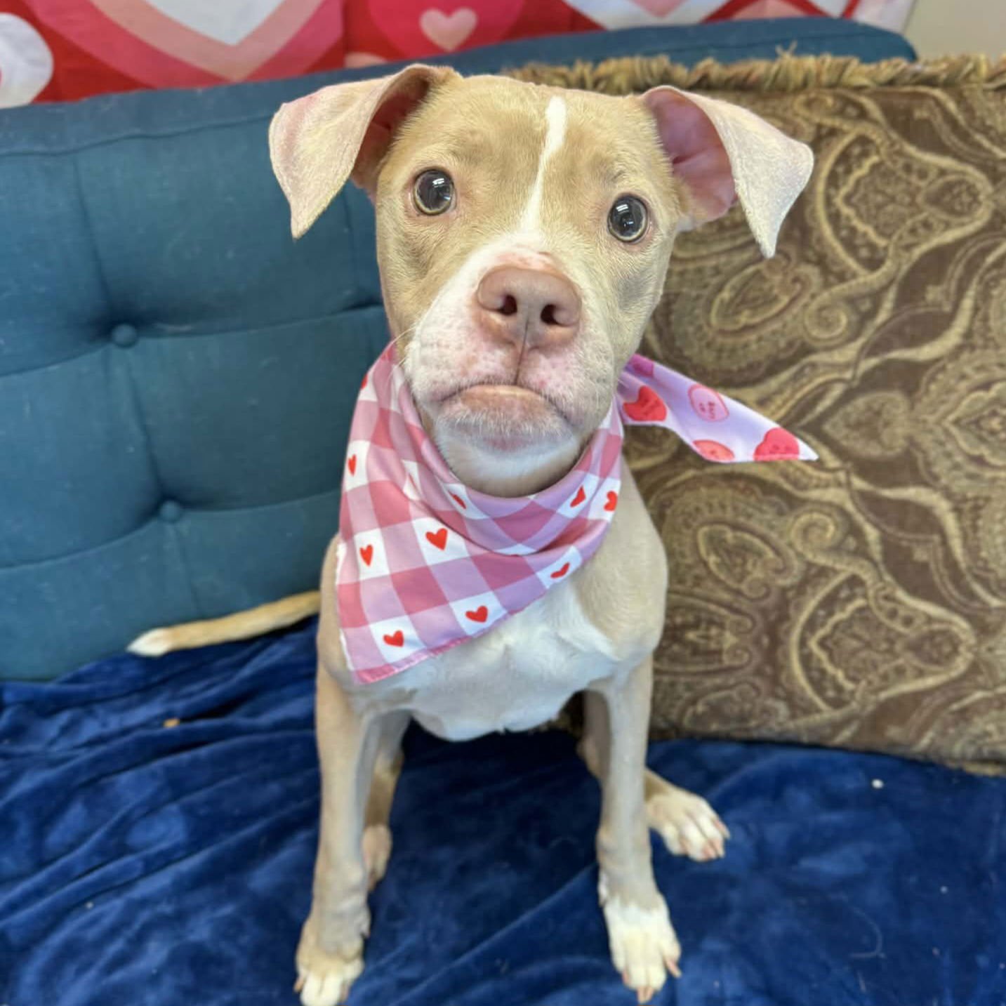 TAHANI - Pit Bull Terrier available for adoption