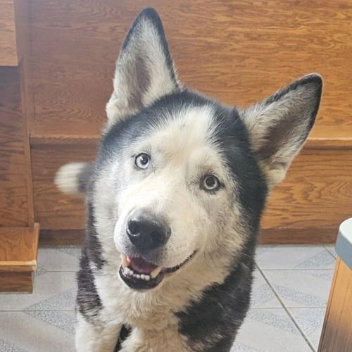 WATSON - Siberian Husky available for adoption