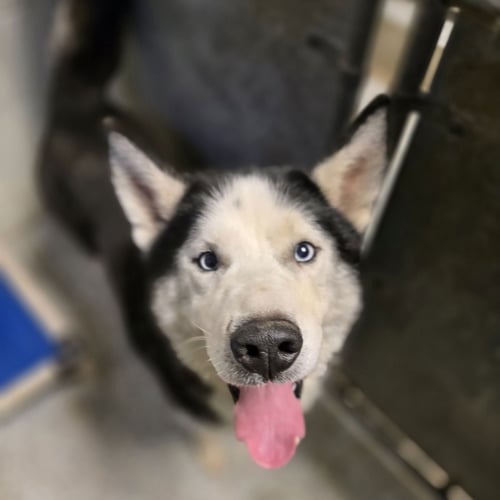 WATSON - Siberian Husky available for adoption