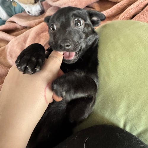 LILY - Chihuahua available for adoption