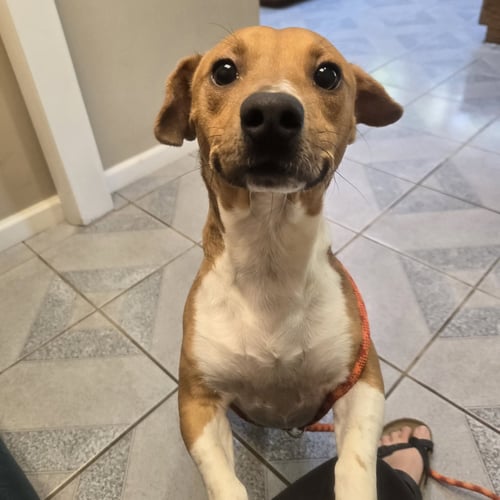 BOONE - Unknown available for adoption