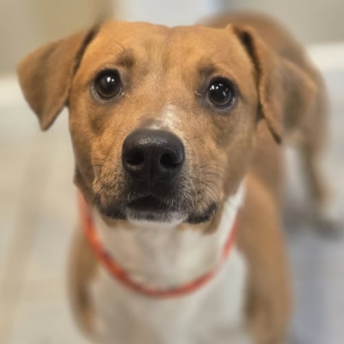 BOONE - Unknown available for adoption