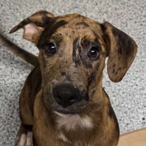 NABISCO - Catahoula Leopard Dog available for adoption