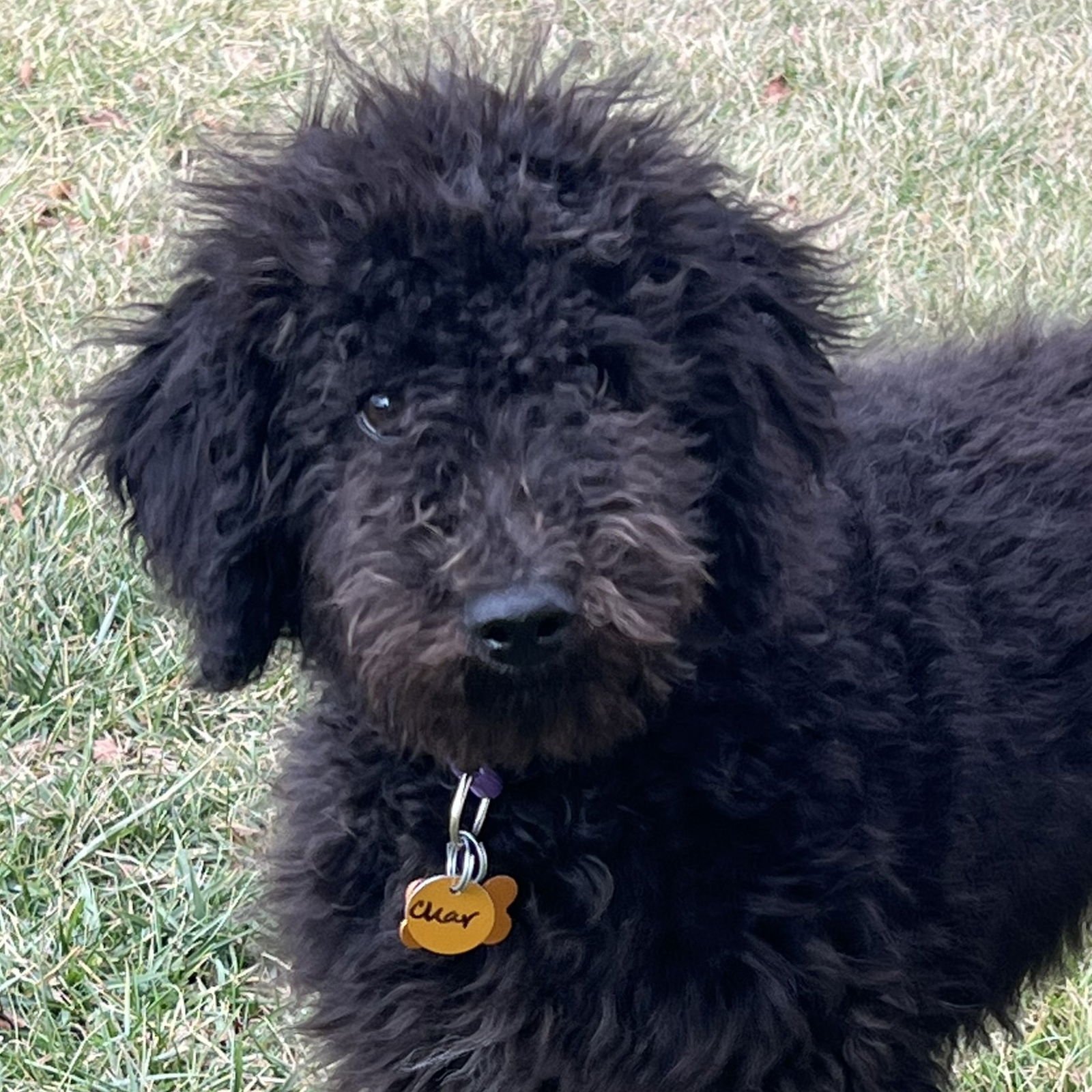 CHAR - Poodle (Standard) available for adoption