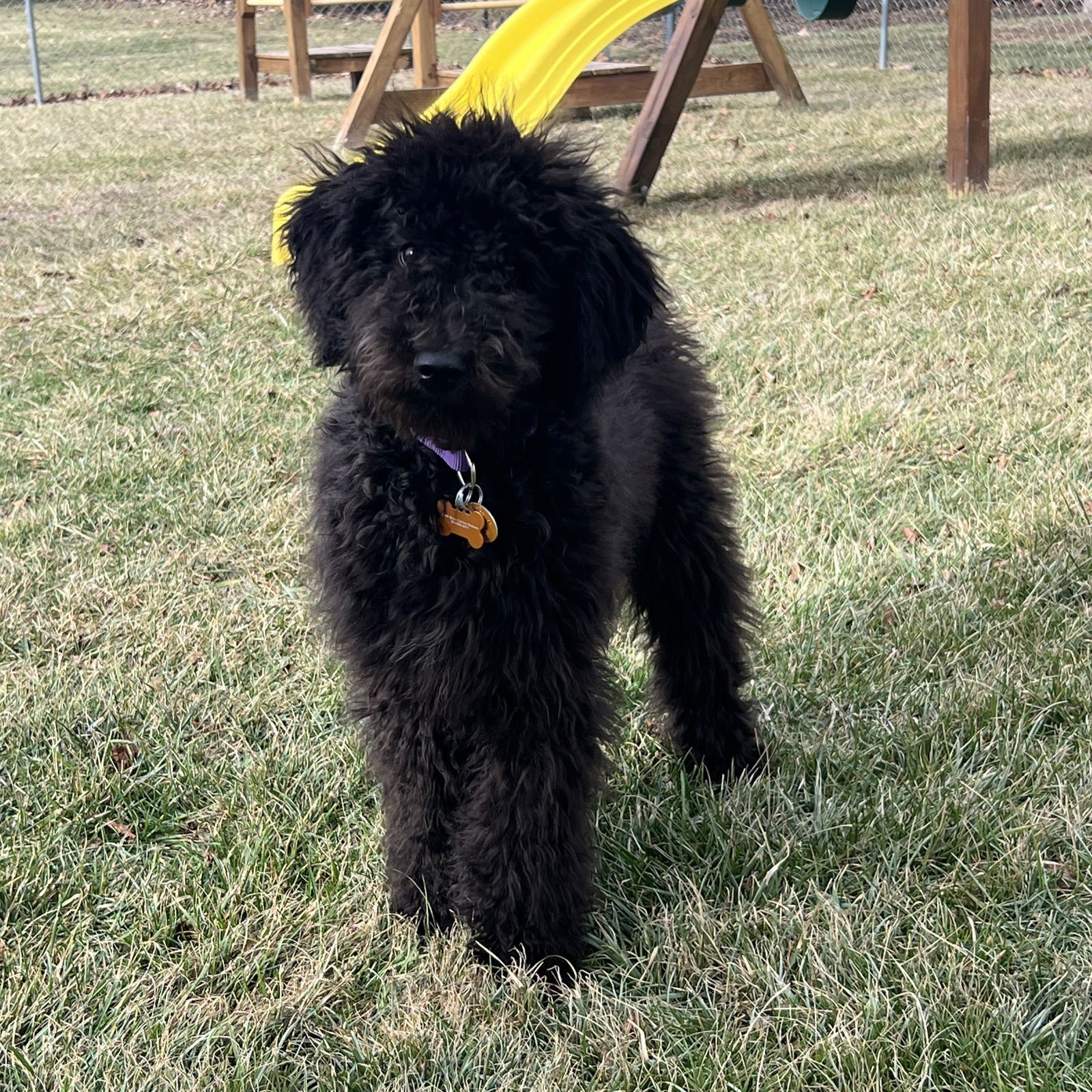 CHAR - Poodle (Standard) available for adoption