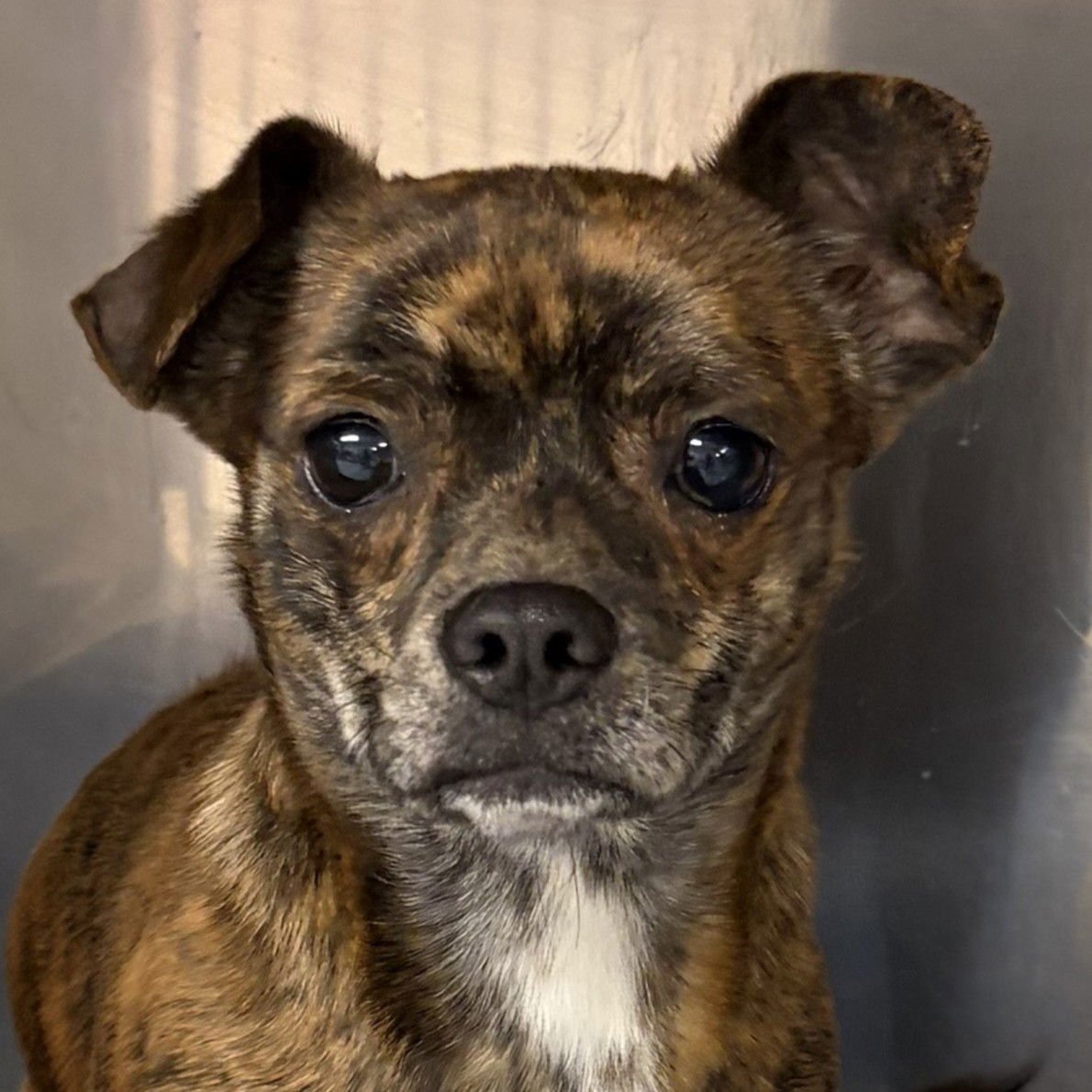 KNOX - Chihuahua available for adoption