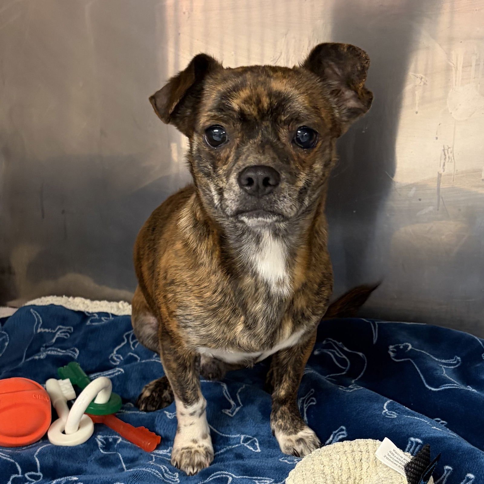 KNOX - Chihuahua available for adoption