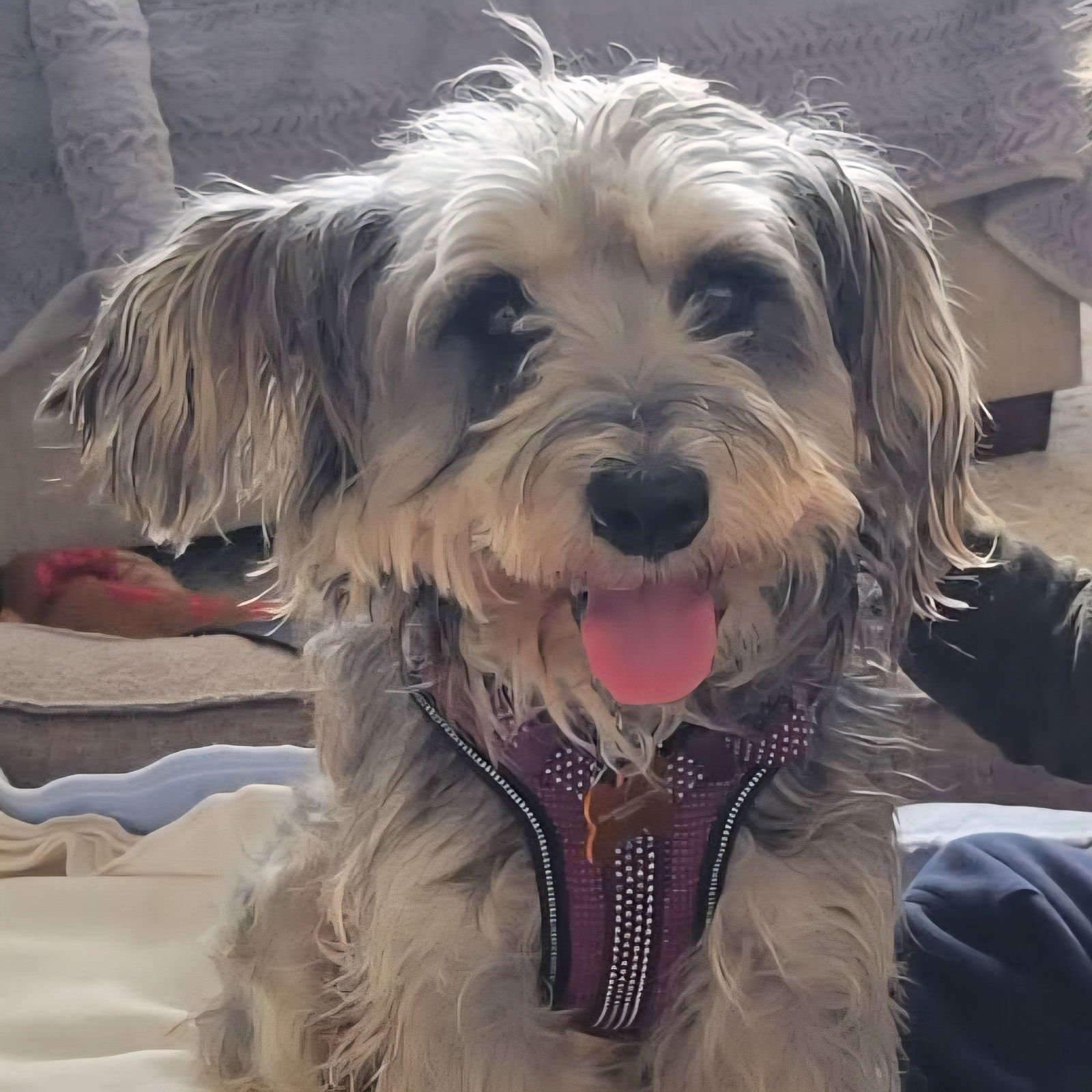 ZEPPELIN - Miniature Schnauzer available for adoption