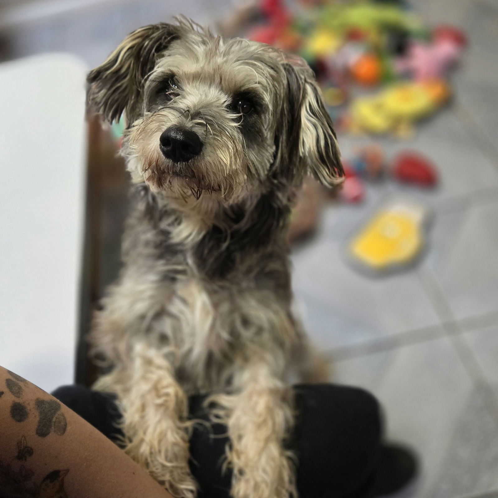 ZEPPELIN - Miniature Schnauzer available for adoption