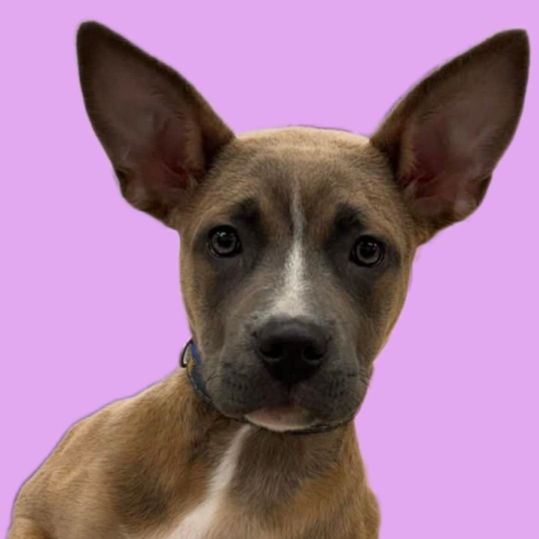 SLOANE - Pit Bull Terrier available for adoption