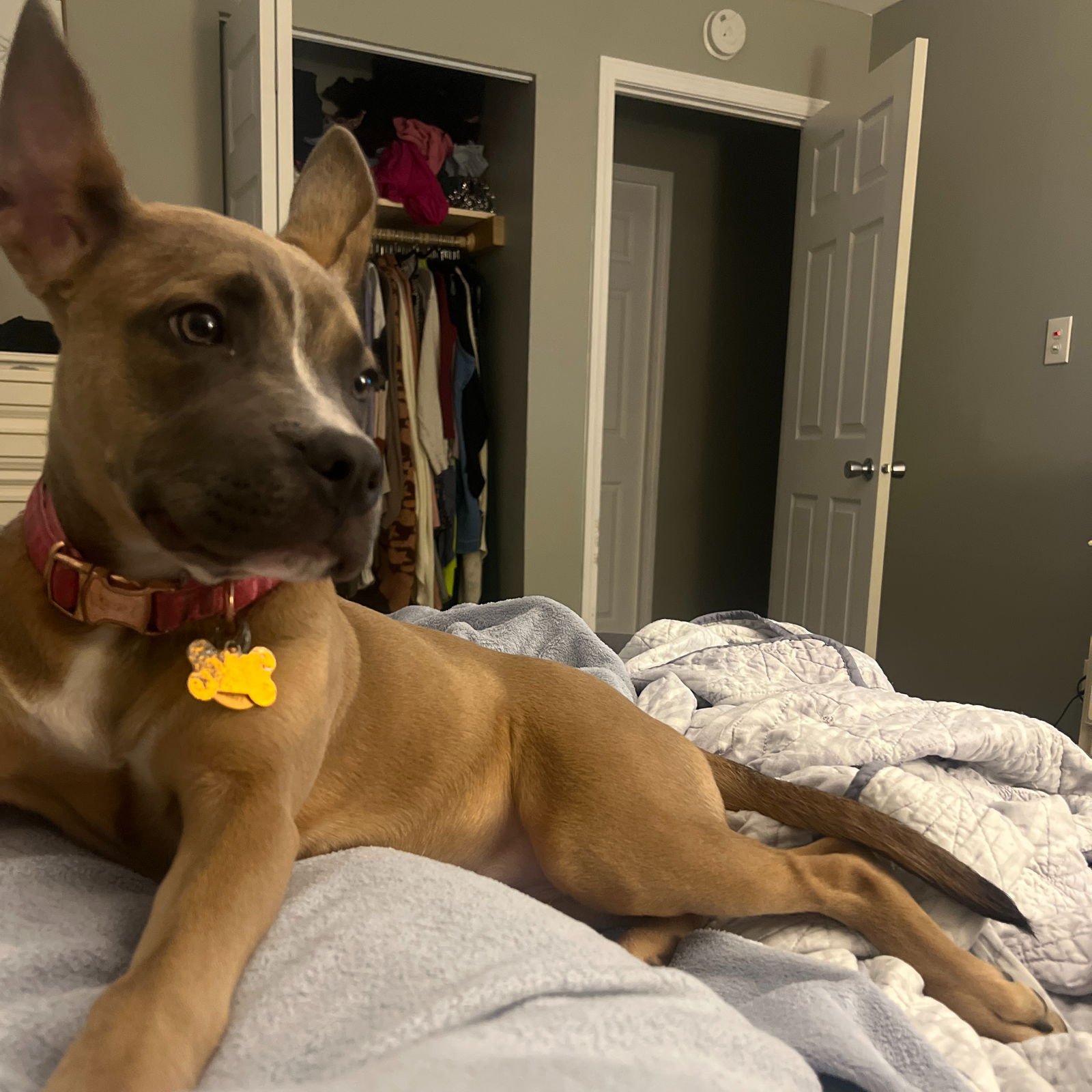 SLOANE - Pit Bull Terrier available for adoption