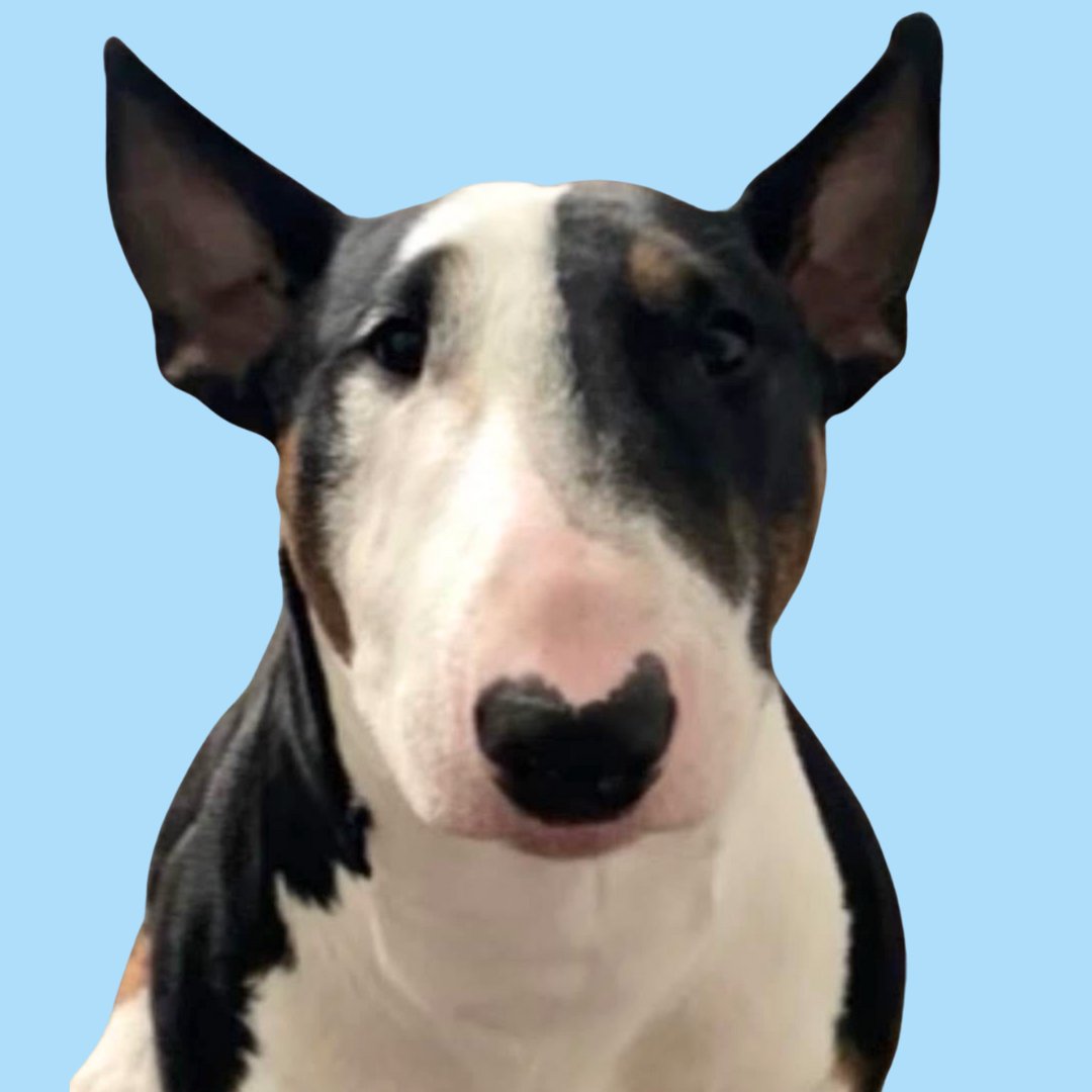 CALVIN - Bull Terrier available for adoption
