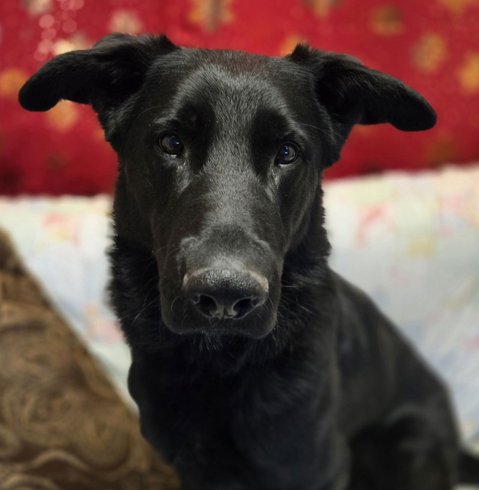 ROWAN - Shepherd available for adoption