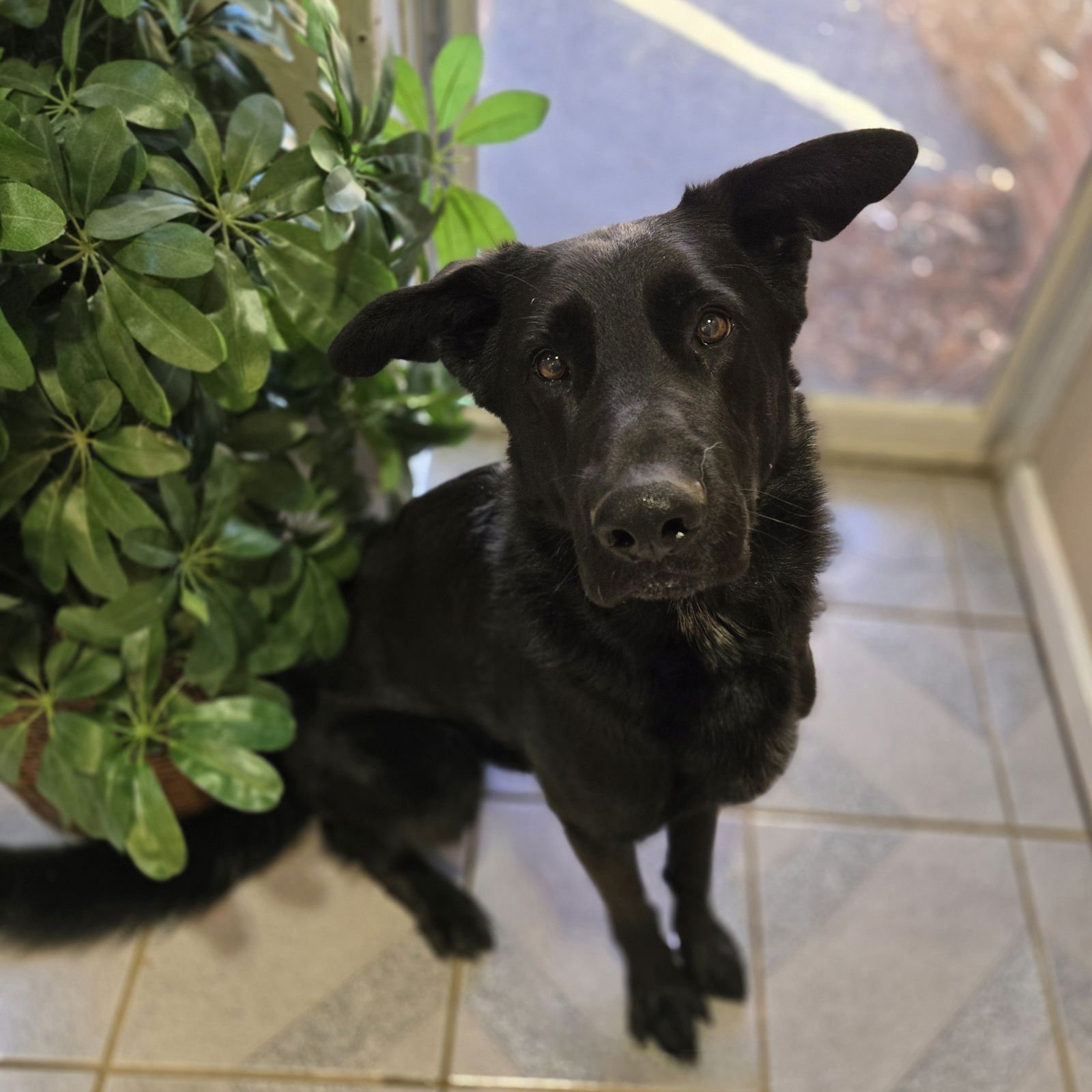 ROWAN - Shepherd available for adoption