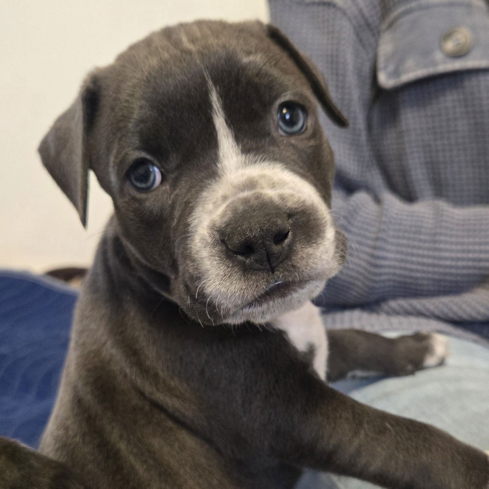 FRAPPE - Pit Bull Terrier available for adoption