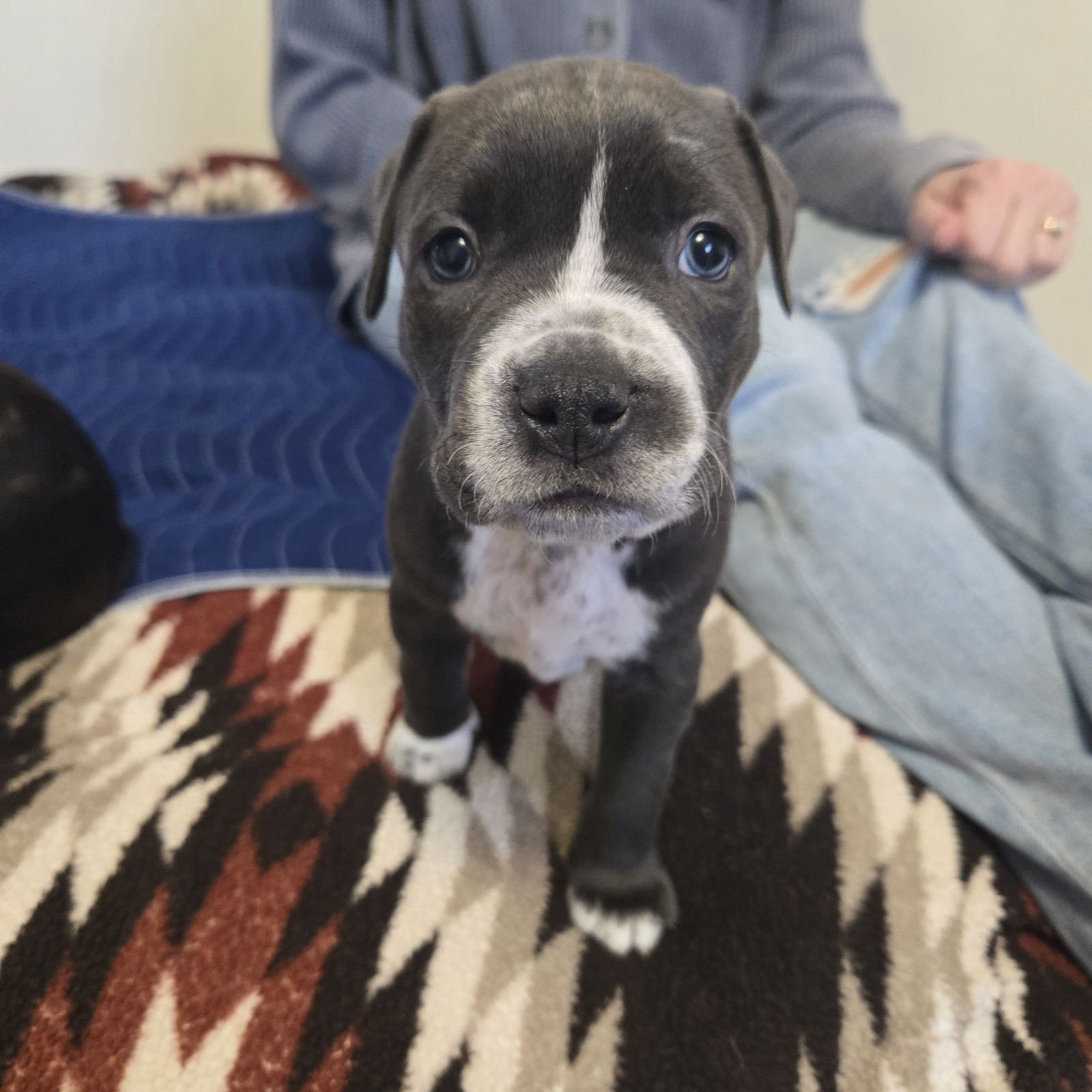 FRAPPE - Pit Bull Terrier available for adoption