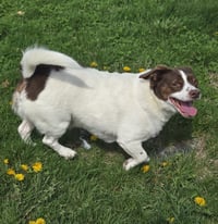 Mopsy - Photo 6