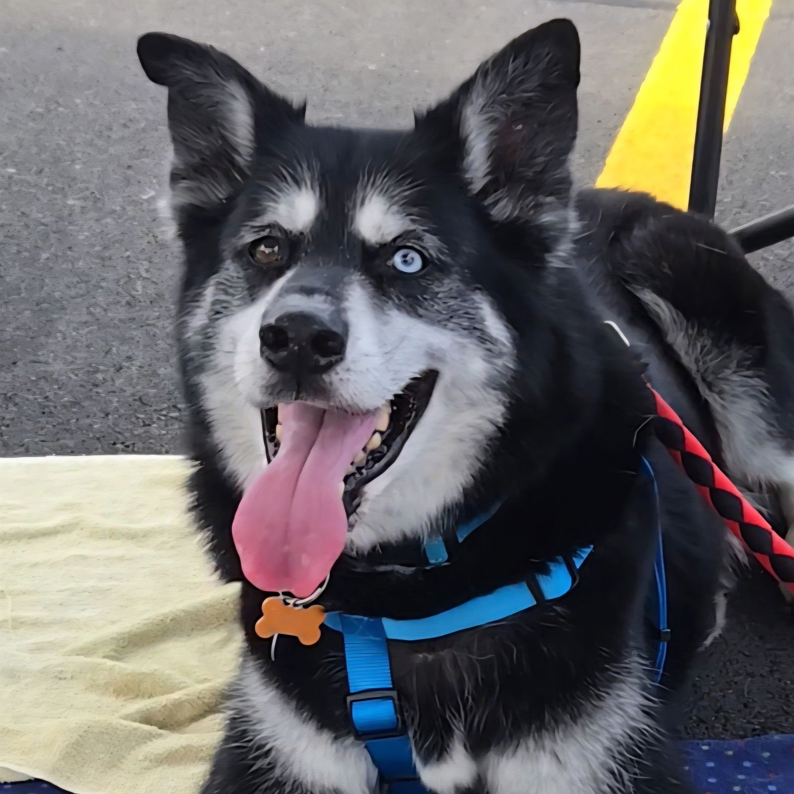 MARSHALL - Husky available for adoption