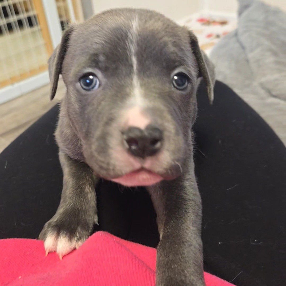 JAVA - Pit Bull Terrier available for adoption