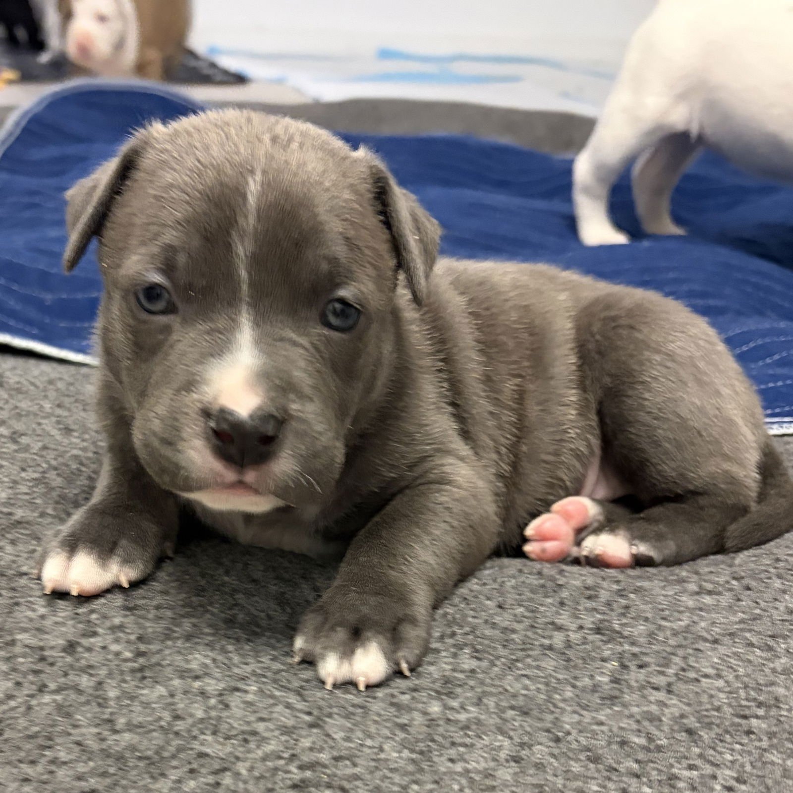 JAVA - Pit Bull Terrier available for adoption