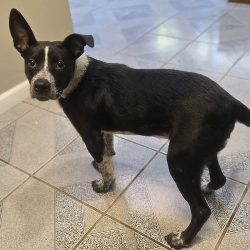 UNO - Australian Cattle Dog/Blue Heeler available for adoption