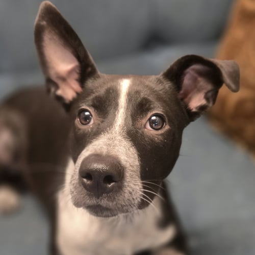 UNO - Australian Cattle Dog/Blue Heeler available for adoption