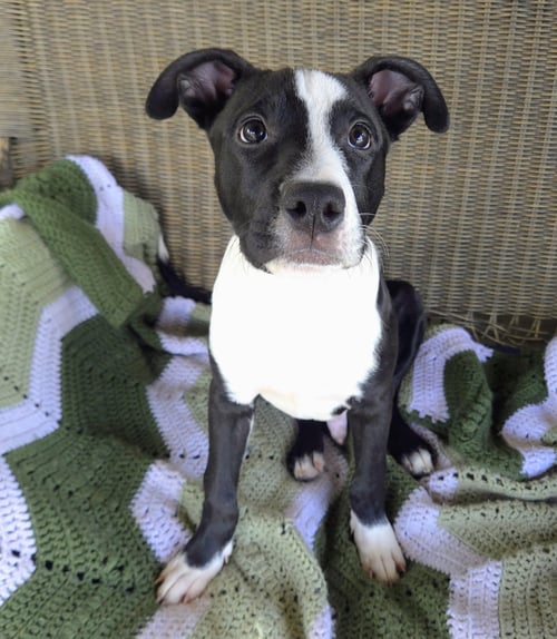DIGGER - Pit Bull Terrier available for adoption
