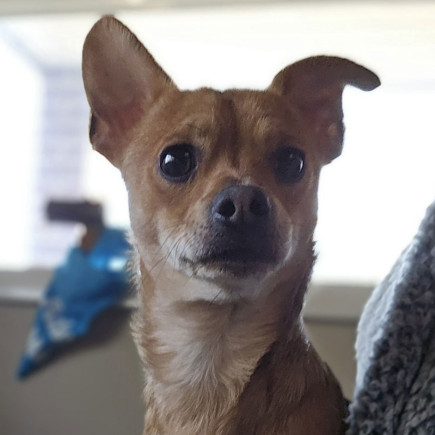 FREEDOM - Chihuahua available for adoption