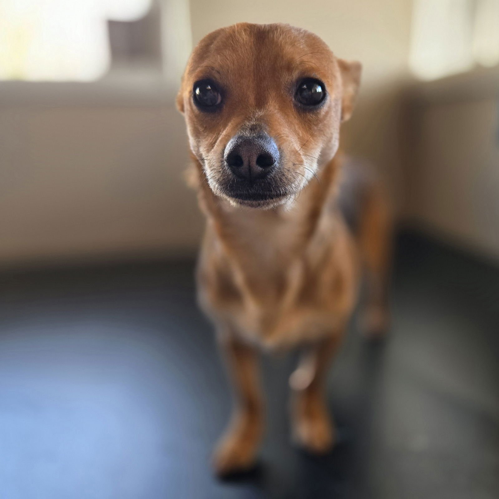 FREEDOM - Chihuahua available for adoption