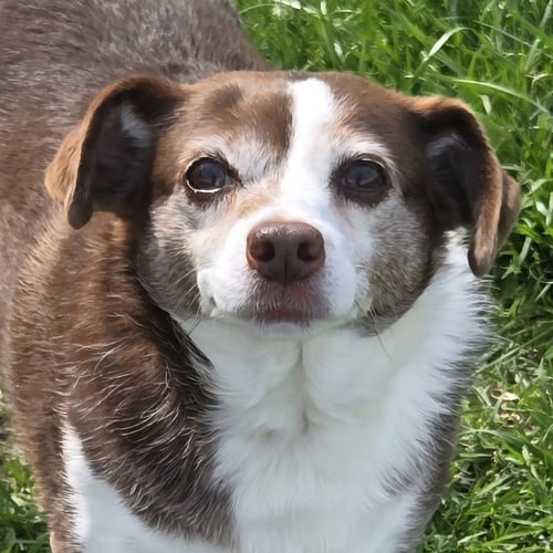 FLOPSY - Rat Terrier available for adoption