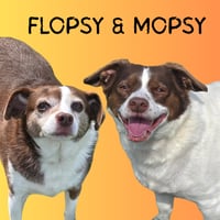 Flopsy - Photo 3