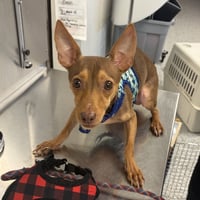 Petey - Photo 2
