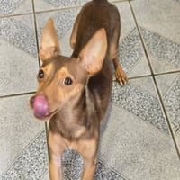 Petey - Photo 4