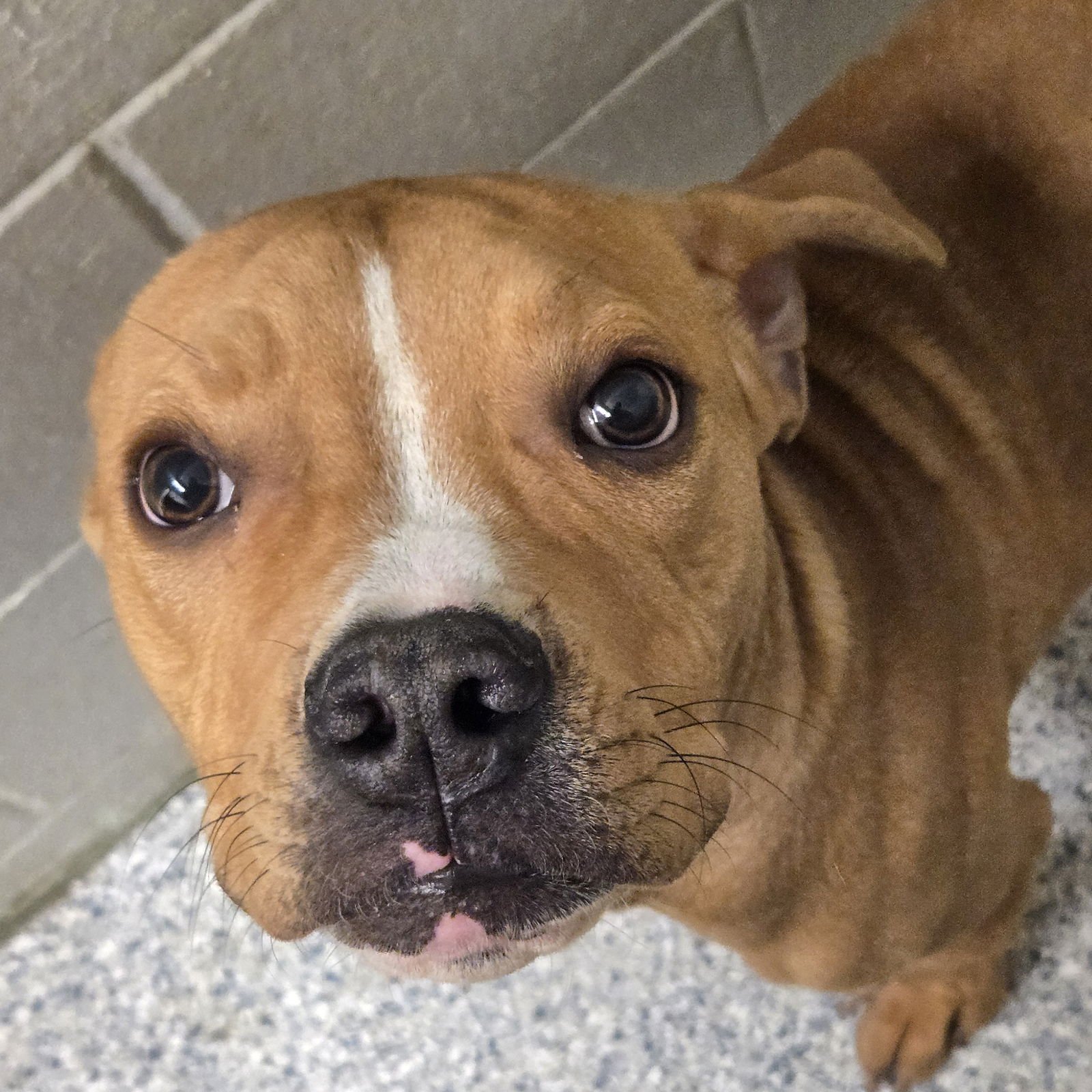 ALF - Boxer available for adoption