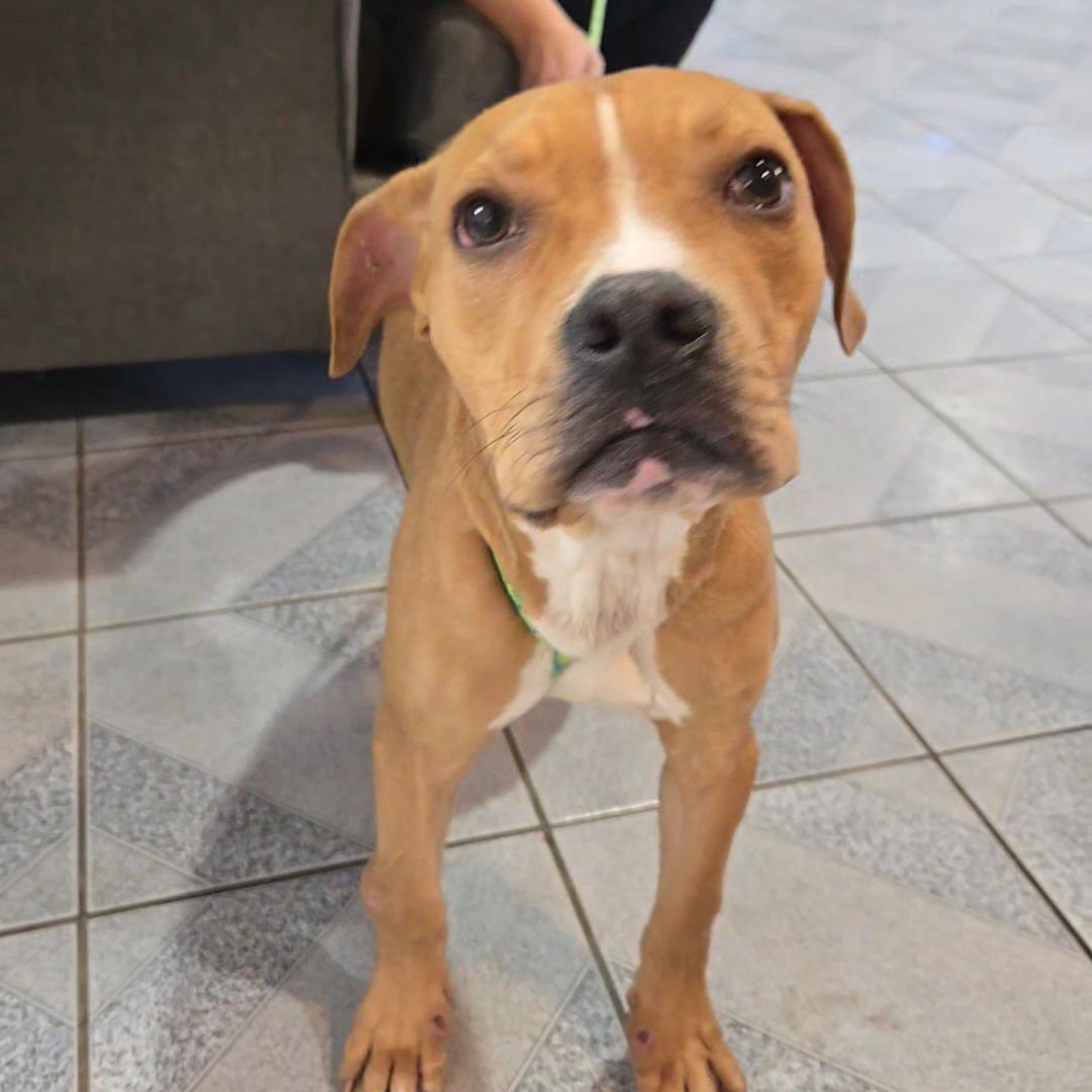 ALF - Boxer available for adoption