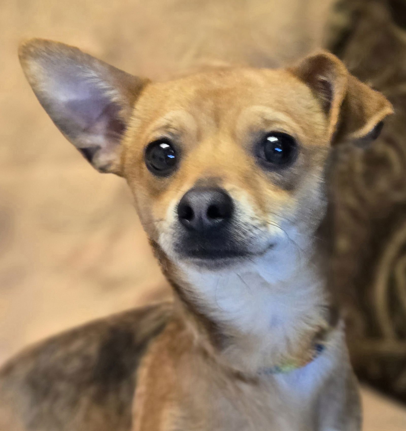 WALLEN - Chihuahua / Dachshund available for adoption