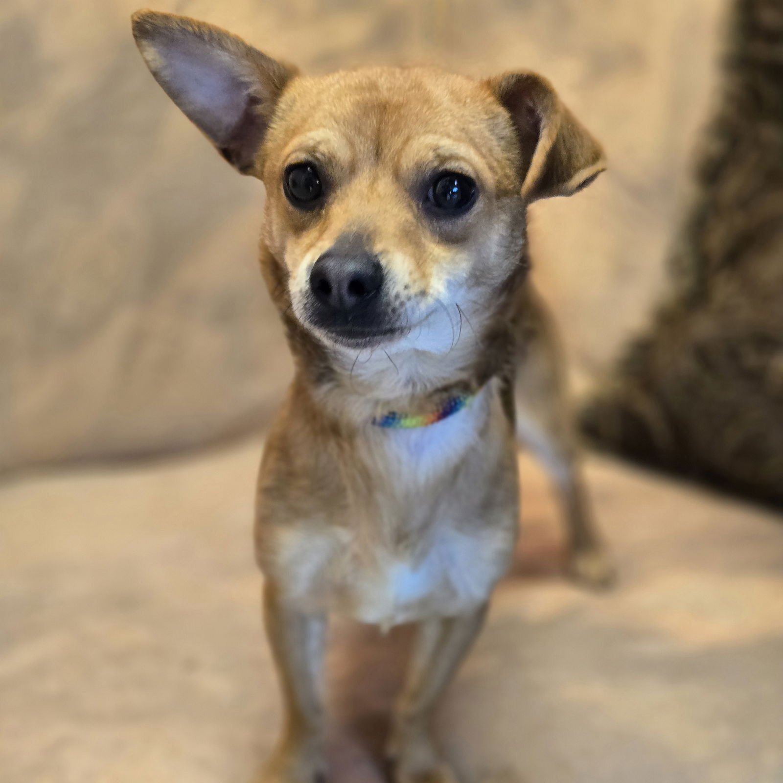 WALLEN - Chihuahua / Dachshund available for adoption