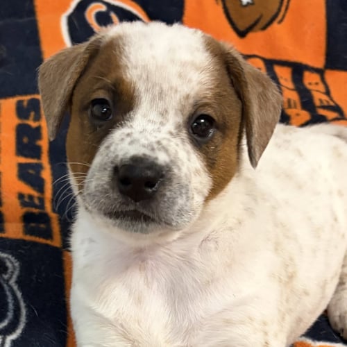 DEAN - Australian Cattle Dog/Blue Heeler available for adoption