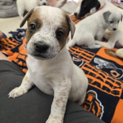 DEAN - Australian Cattle Dog/Blue Heeler available for adoption