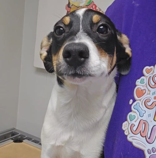 IKE - Jack Russell Terrier available for adoption