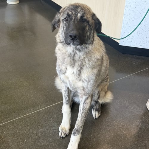BONITA - Anatolian Shepherd available for adoption
