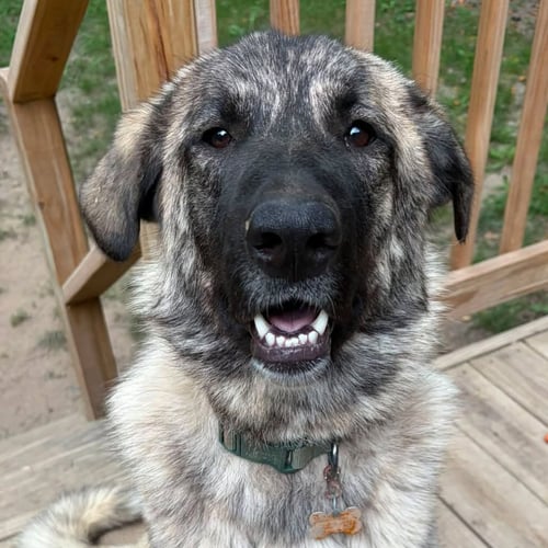BONITA - Anatolian Shepherd available for adoption