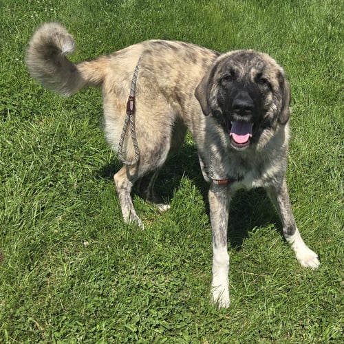 BONITA - Anatolian Shepherd available for adoption