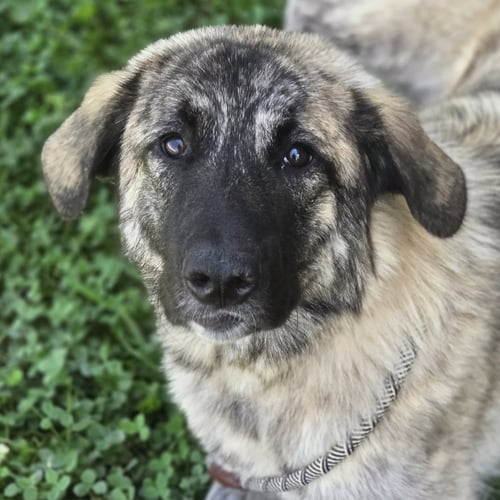 BONITA - Anatolian Shepherd available for adoption