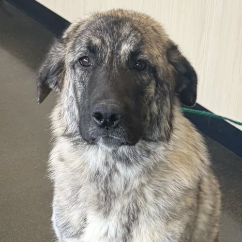 BONITA - Anatolian Shepherd available for adoption