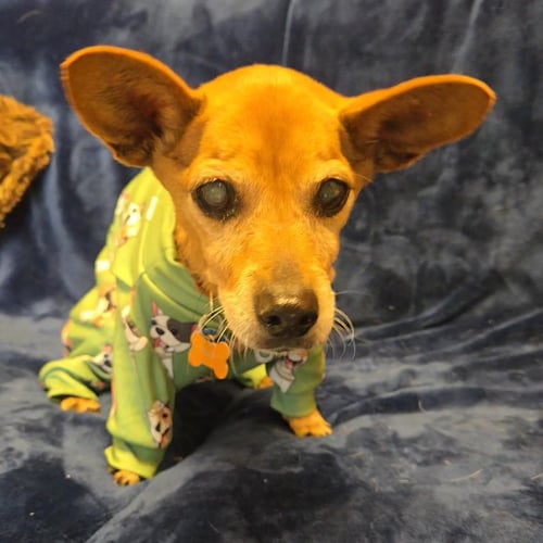 DOROTHY - Dachshund / Chihuahua available for adoption
