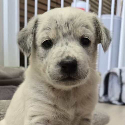 LORELAI - Australian Cattle Dog/Blue Heeler available for adoption